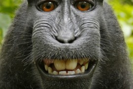 维基百科拒删猴子自拍照称版权属于猴子